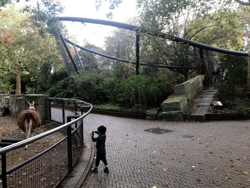 Max making a photo of a Llama at the Royal Artis Zoo