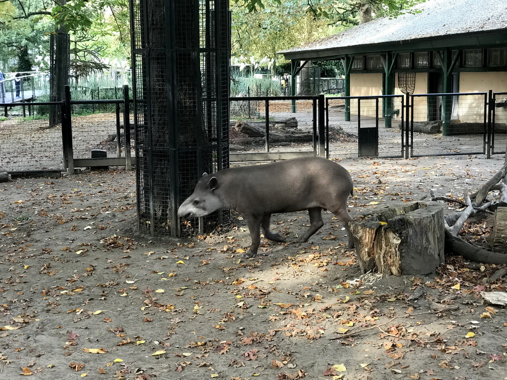 Malayan Tapir at the Royal Artis Zoo