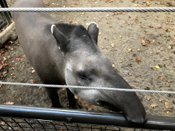 Malayan Tapir at the Royal Artis Zoo