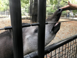 Malayan Tapir at the Royal Artis Zoo