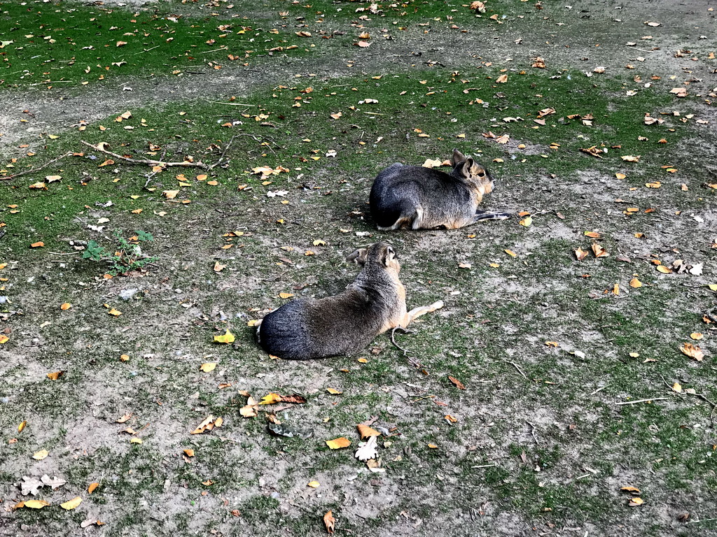 Patagonian Maras at the Royal Artis Zoo