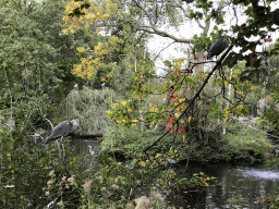 Egrets at the Royal Artis Zoo