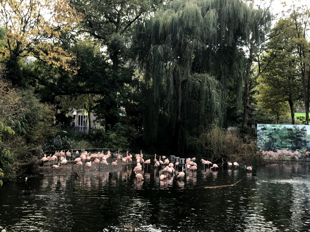 Chilean Flamingos at the Royal Artis Zoo