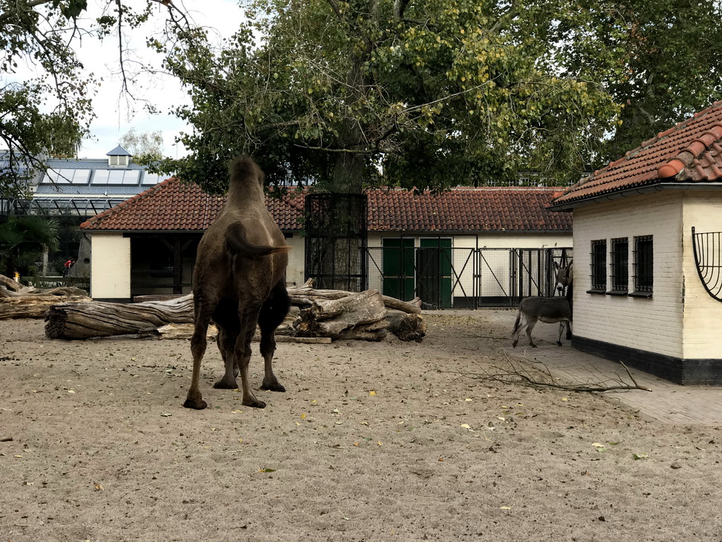 Camel and Donkeys at the Royal Artis Zoo