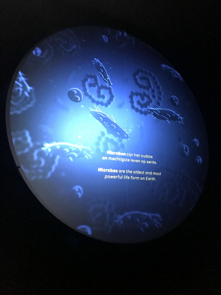 Image and information on Microbes at the Upper Floor of the Micropia museum