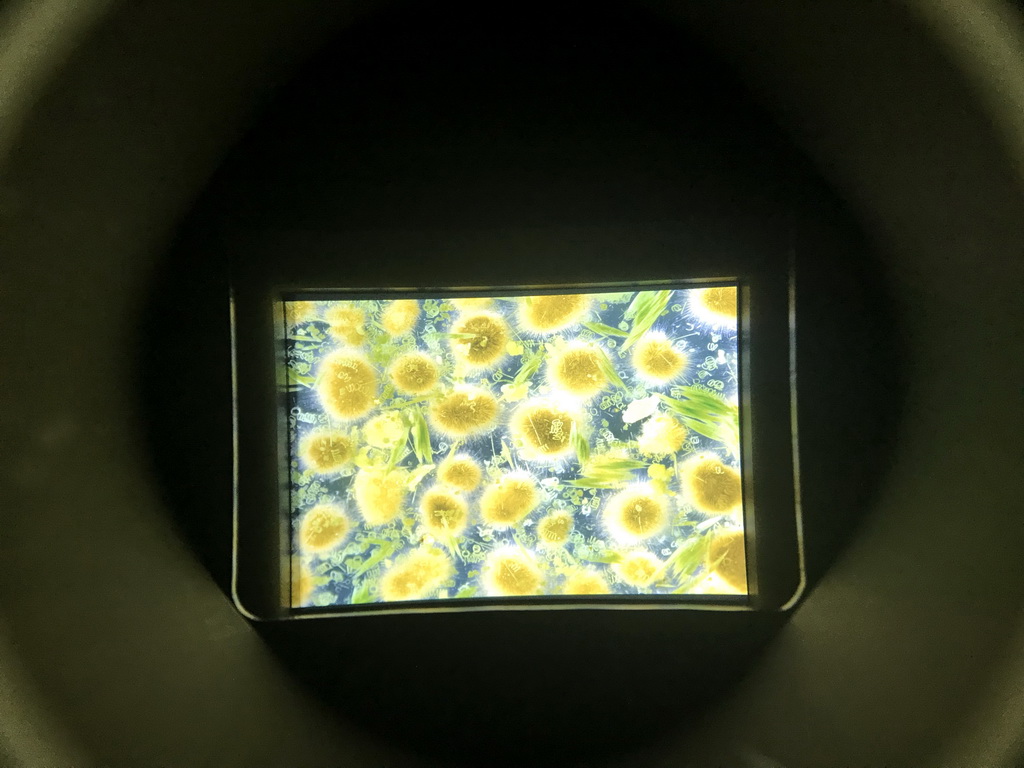 Microscopic image at the Upper Floor of the Micropia museum