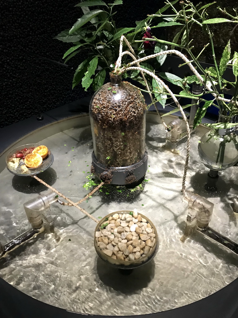Experimental setup with plant roots at the Upper Floor of the Micropia museum