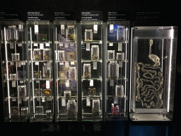 Poop samples and a model of the human digestive system at the Upper Floor of the Micropia museum, with explanation