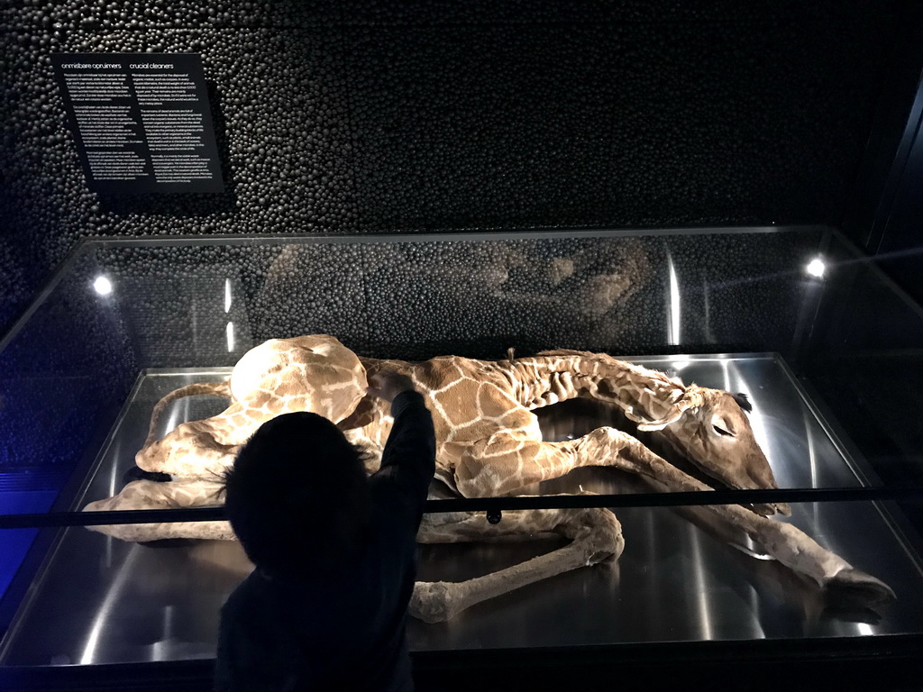 Max with a stuffed Giraffe at the Upper Floor of the Micropia museum