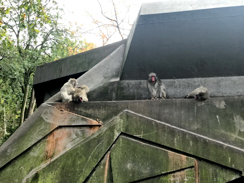 Japanese Macaques at the Royal Artis Zoo
