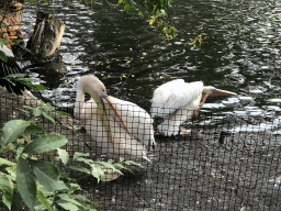Great White Pelicans at the Royal Artis Zoo