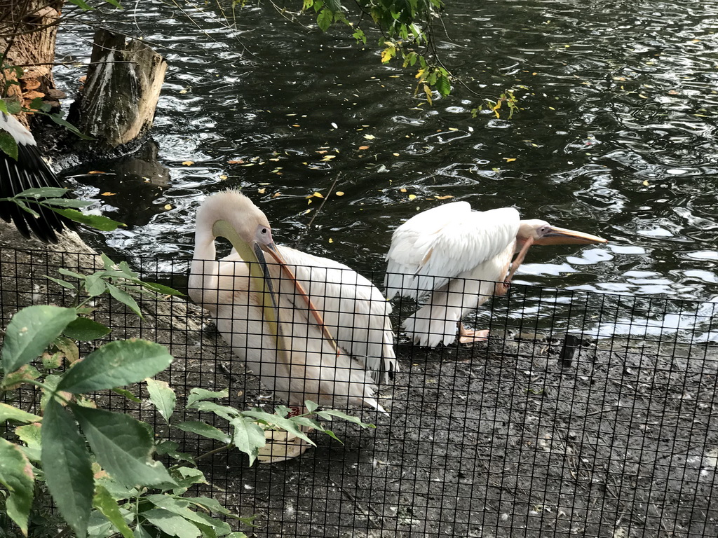 Great White Pelicans at the Royal Artis Zoo