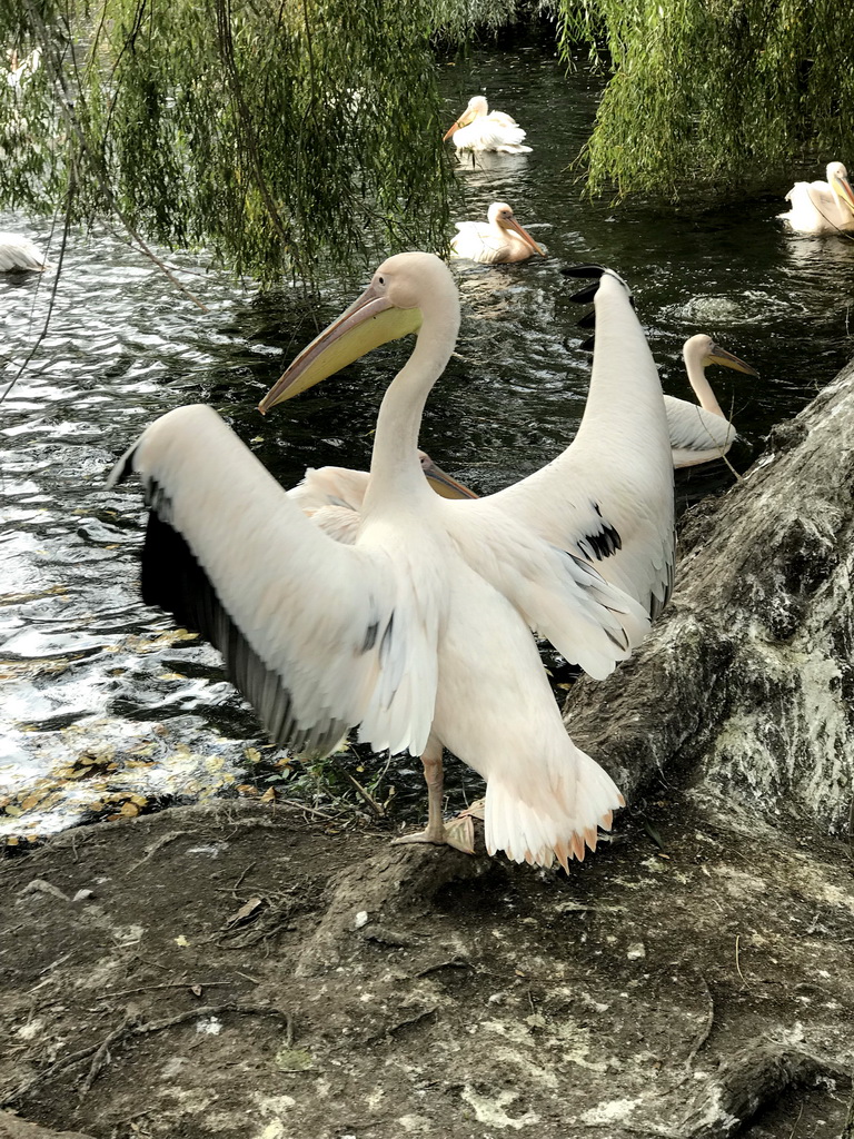 Great White Pelicans at the Royal Artis Zoo