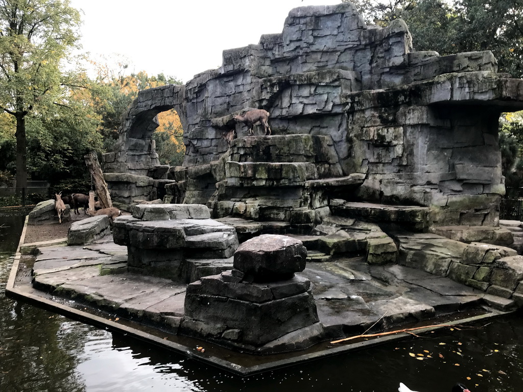 Alpine Ibexes at the Royal Artis Zoo