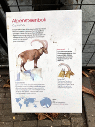 Explanation on the Alpine Ibex at the Royal Artis Zoo