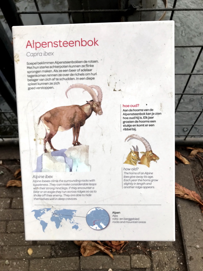 Explanation on the Alpine Ibex at the Royal Artis Zoo