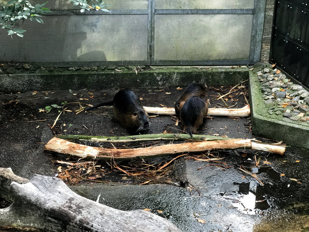 Coypus at the Royal Artis Zoo