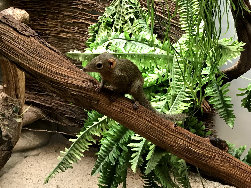 Northern Treeshrew at the Small Mammal House at the Royal Artis Zoo