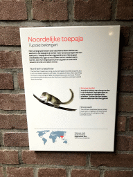 Explanation on thhe Northern Treeshrew at the Small Mammal House at the Royal Artis Zoo