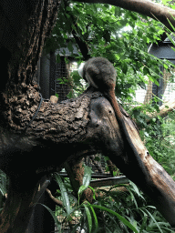 Cotton-top Tamarin at the Small Mammal House at the Royal Artis Zoo