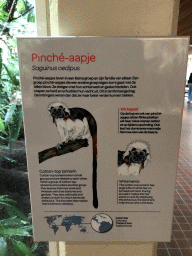 Explanation on the Cotton-top Tamarin at the Small Mammal House at the Royal Artis Zoo