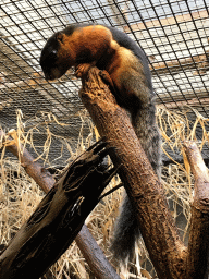 Prevost`s Squirrel at the Small Mammal House at the Royal Artis Zoo