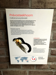 Explanation on the Prevost`s Squirrel at the Small Mammal House at the Royal Artis Zoo