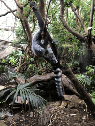 Ring-tailed Lemur at the Small Mammal House at the Royal Artis Zoo