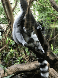 Ring-tailed Lemur at the Small Mammal House at the Royal Artis Zoo