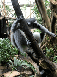 Ring-tailed Lemur at the Small Mammal House at the Royal Artis Zoo