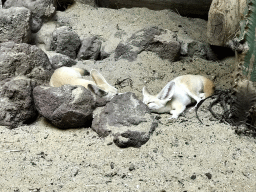 Fennec Foxes at the Small Mammal House at the Royal Artis Zoo