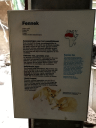 Explanation on the Fennec Fox at the Small Mammal House at the Royal Artis Zoo