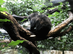 Emperor Tamarin at the Small Mammal House at the Royal Artis Zoo