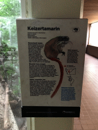 Explanation on the Emperor Tamarin at the Small Mammal House at the Royal Artis Zoo