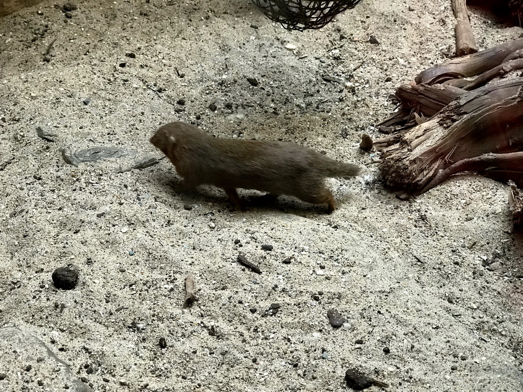 Dwarf Mongoose at the Small Mammal House at the Royal Artis Zoo