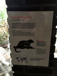 Explanation on the Dwarf Mongoose at the Small Mammal House at the Royal Artis Zoo