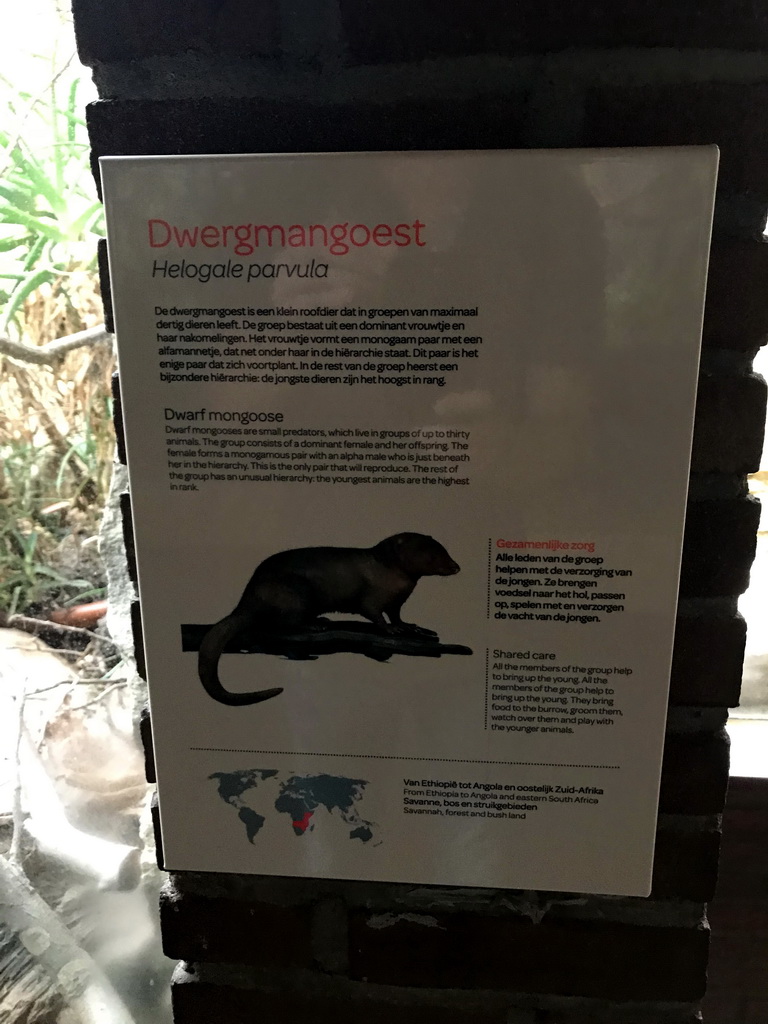 Explanation on the Dwarf Mongoose at the Small Mammal House at the Royal Artis Zoo