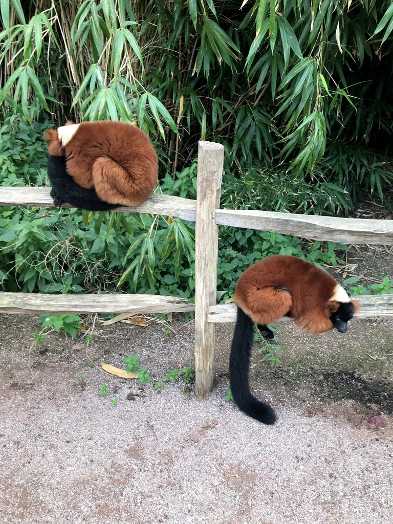 Red Ruffed Lemurs at Lemur Land at the Royal Artis Zoo