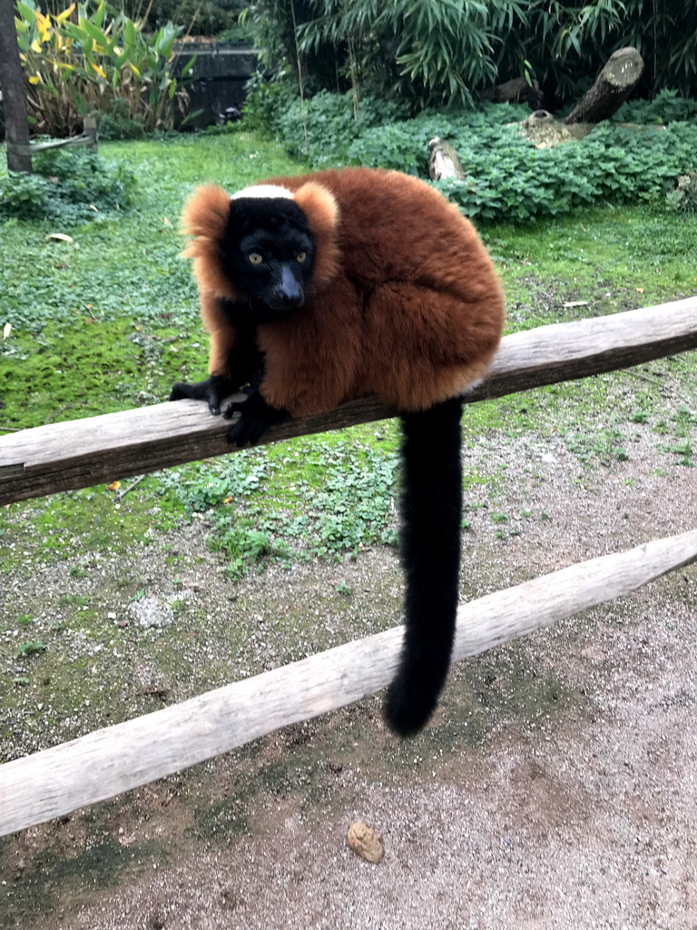 Red Ruffed Lemur at Lemur Land at the Royal Artis Zoo