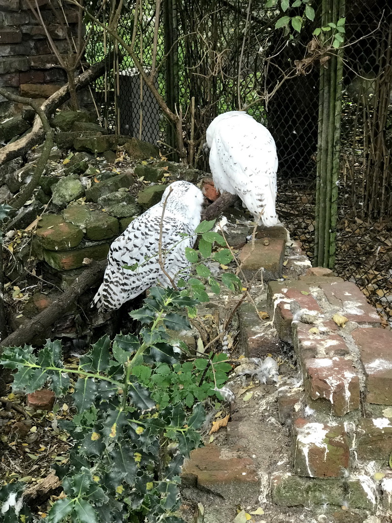 Snowy Owls at the Uilenruïne building at the Royal Artis Zoo