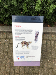 Explanation on the Margay at the Royal Artis Zoo