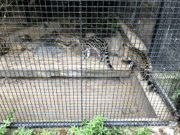 Margays at the Royal Artis Zoo