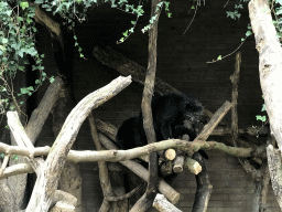 Binturongs at the Royal Artis Zoo