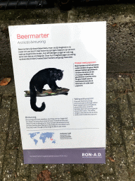 Explanation on the Binturong at the Royal Artis Zoo