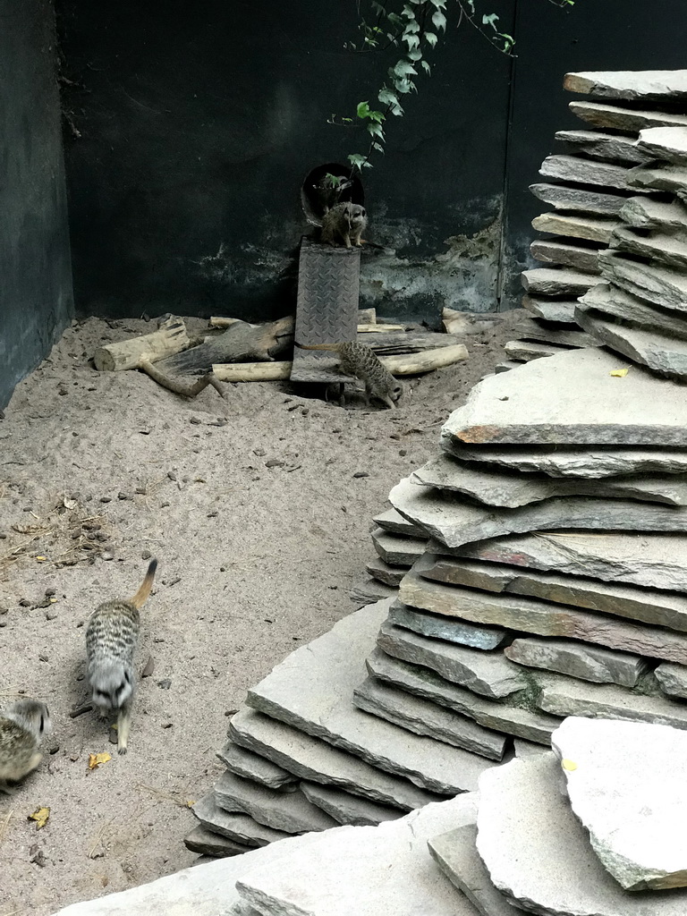 Meerkats at the Royal Artis Zoo