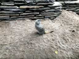 Meerkat at the Royal Artis Zoo