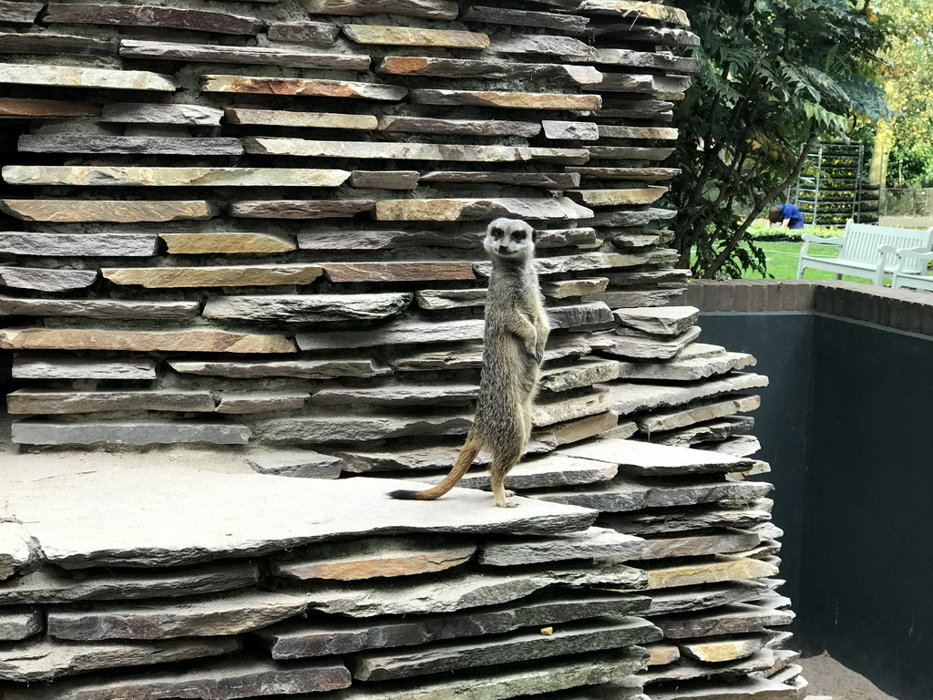 Meerkat at the Royal Artis Zoo