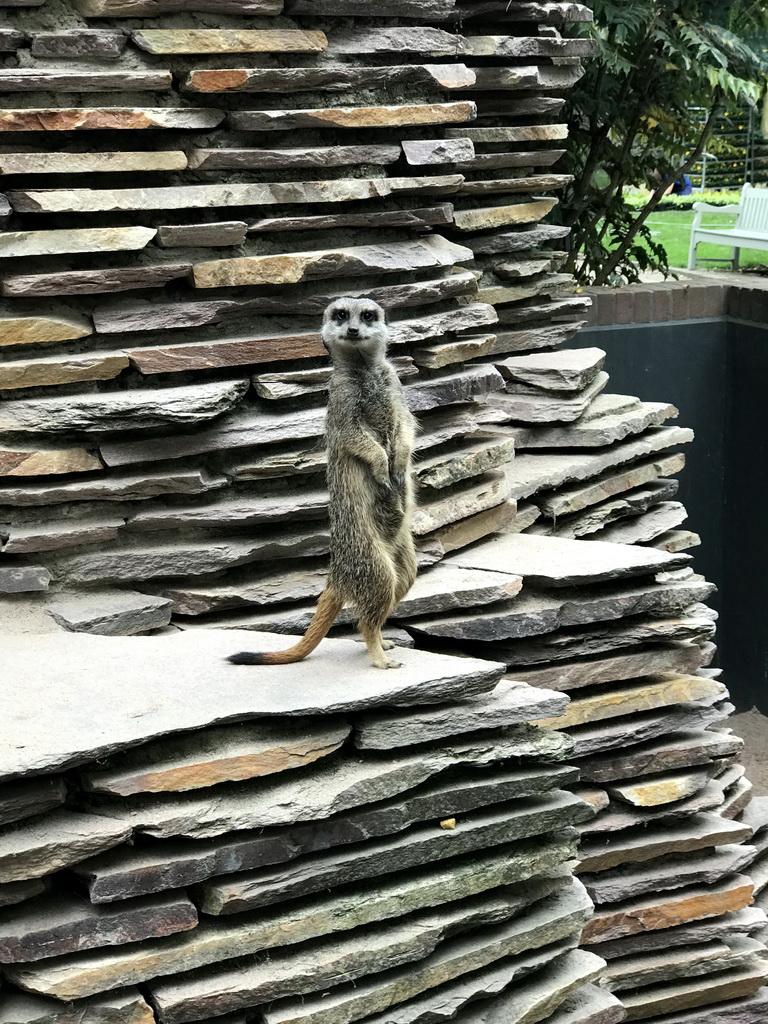 Meerkat at the Royal Artis Zoo