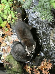 Raccoons at the Royal Artis Zoo