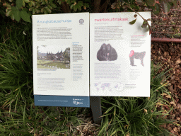 Explanation on the Minangkabau House and the Sulawesi Crested Macaque at the Royal Artis Zoo